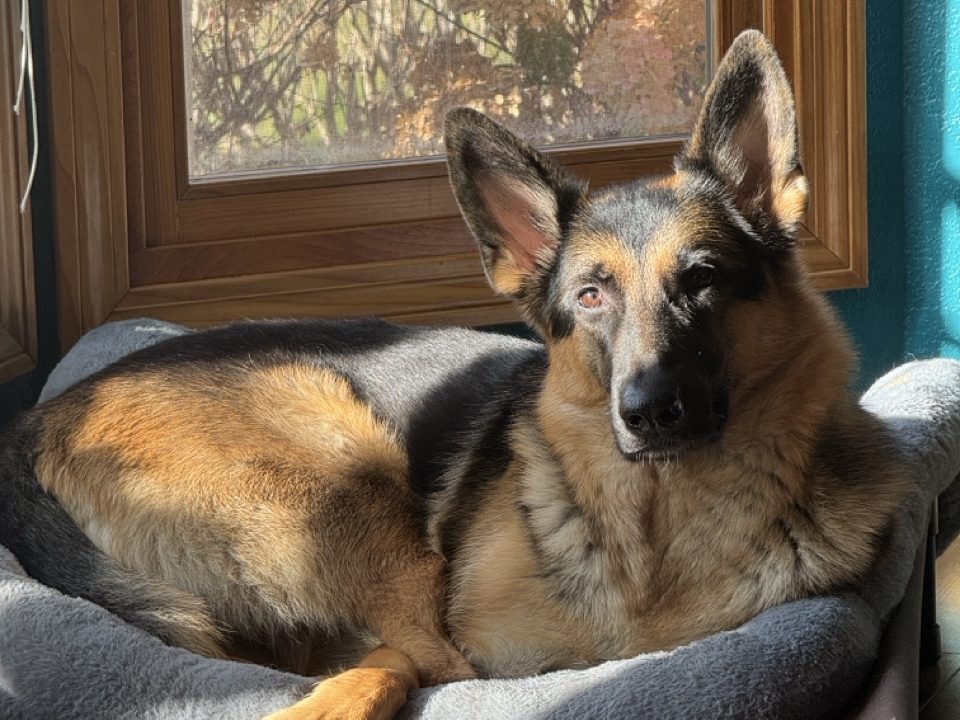 German Shepherd dog relaxing comfortably on a bed at Great Woof Lodge dog boarding in White Lake, MI.